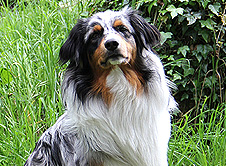 Unser Therapiehund als Bestandteil des Teams